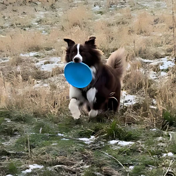 Frisbee - FlyDog™ - Bleu - Planète des chiens