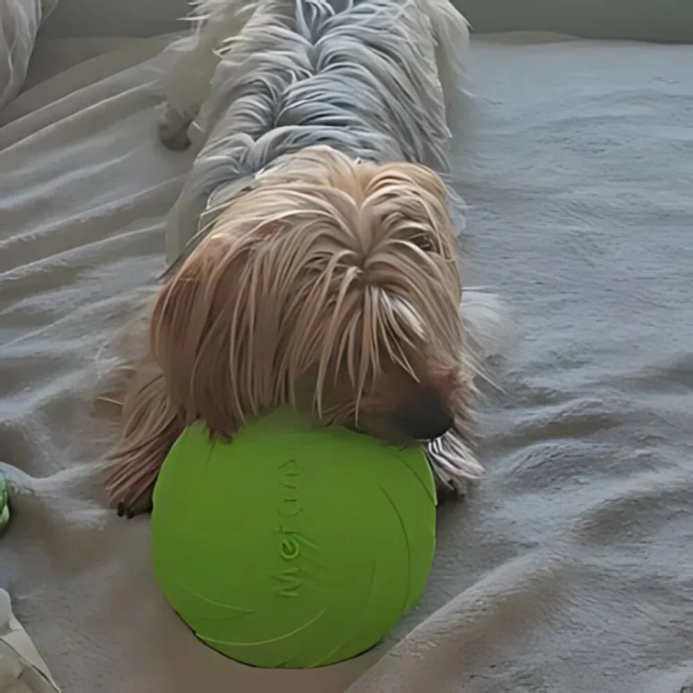 Frisbee - FlyDog™ - Vert - Planète des chiens