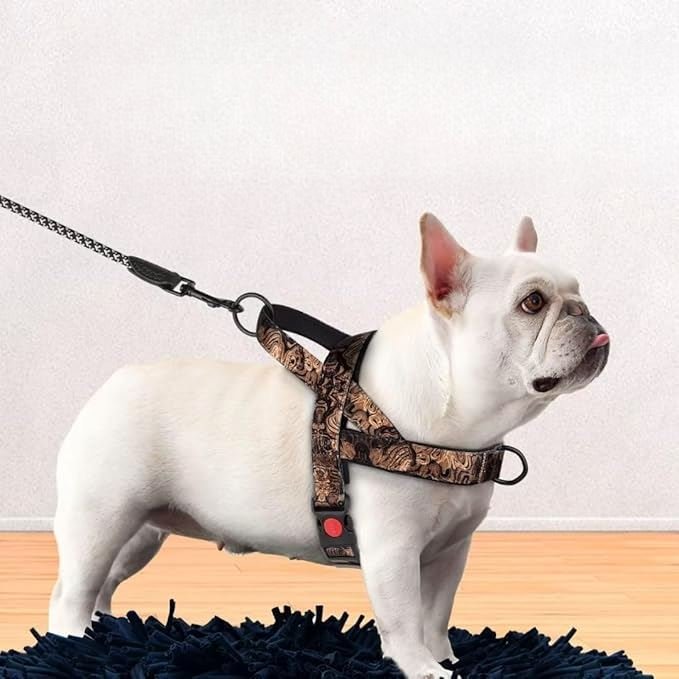 Harnais pour chien - DogSafeHarness™ - Noir Doré - Planète des chiens