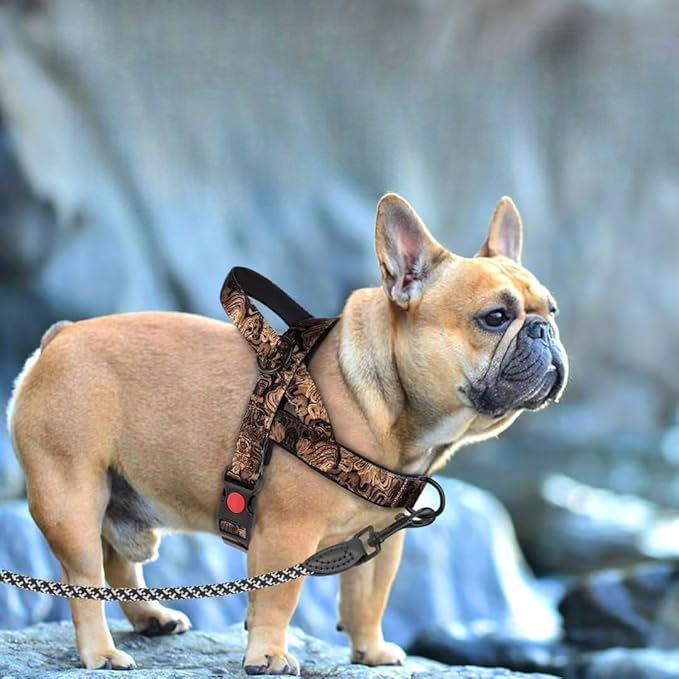 Harnais pour chien - DogSafeHarness™ - Noir Doré - Planète des chiens
